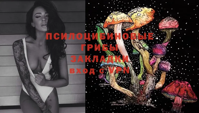 Галлюциногенные грибы Psilocybe  Арск 